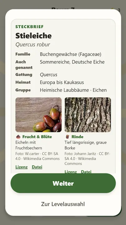 Baumkreis – Know your Tree – Screenshots 4